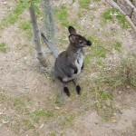 20150617-coloradoday4c-085