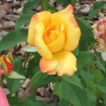 20150703-chapelhill-22