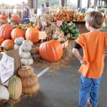 20151025-picdaykankipumpkins-44