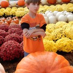 20151025-picdaykankipumpkins-46