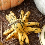 20151025-picdaykankipumpkins-48