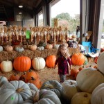 20151025-picdaykankipumpkins-49